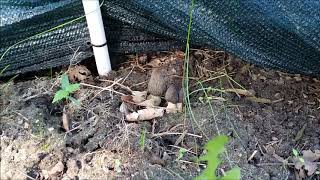 Morel bed making 101morel fruitingSPANISH MOREL 2019 [upl. by Ervine58]