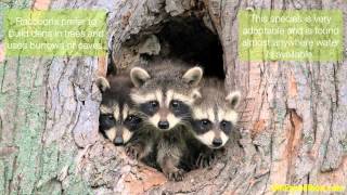 Information about Raccoon [upl. by Abisha]