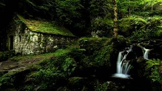 Sonidos de Grillos para Dormir Pensar Meditar Sonido Relajante 100 Real de la Naturaleza [upl. by Diao241]