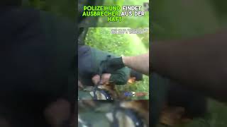 Polizeihund jagt Ausbrecher aus ihrem Versteck bodycam [upl. by Ethbun]