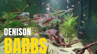 Denison Barbs loving their new fish tank aquarium [upl. by Mencher96]