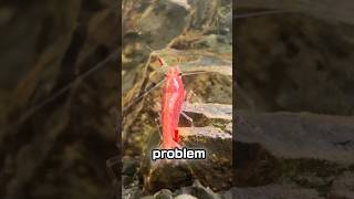 The PERFECT shrimp food shrimp aquarium shorts [upl. by Duston]