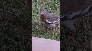 The Stunning Whitewinged Dove birds dove [upl. by Procter]