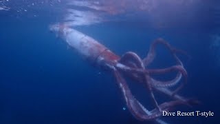 Japan divers capture rare footage of live giant squid  AFP [upl. by Maressa]