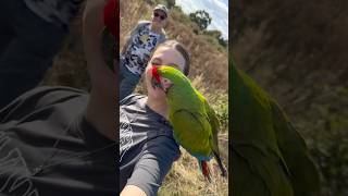 Flying with Missy and Malec Military Macaws [upl. by Aninay241]