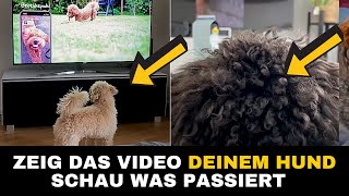 Zwergpudel Geräusche bellen jammern weinen amp mehr für deinen PudelHund zum MithörenMitmachen [upl. by Biel]