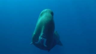 A Very Communicative Sperm Whale [upl. by Shelba]