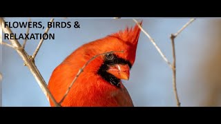 Live streaming Flowers Birds and Relaxation Videos [upl. by Tdnaltroc]