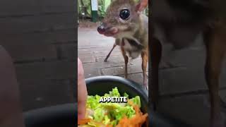 The Incredible Mouse Deer Worlds Smallest Hoofed Animal [upl. by Chrysa482]