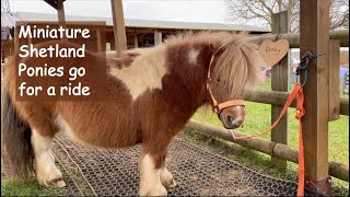 Miniature Shetland Ponies go for a ride TV episode 439 [upl. by Kaufmann]