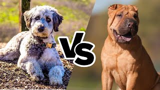 Aussiedoodle vs Bulldog Shar Pei Mi  Whos best [upl. by Assenal]