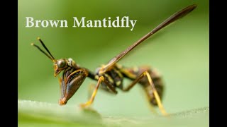 Brown Mantidfly  Bug Pics  Frank Allison [upl. by Ayimat]