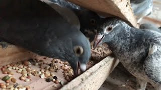 Belgian Racing Pigeons  Feeding Footage Youngbirds  Breeders [upl. by Rianon]