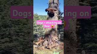 Dogs r chasing bear 🤩 shorts Dogs Bear attack trending yshorts [upl. by Halla]