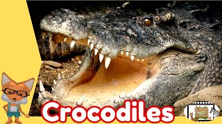 5 CROCODILE FACTS Animal Videos For Kids Animals Rock TV [upl. by Alidus]