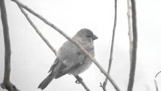 Plumbeous Seedeater [upl. by Ytsur]