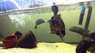 Sternotherus minor loggerhead musk turtle feeding [upl. by Chari]