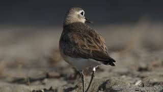 New Zealand dotterel  Birds in New Zealand [upl. by Perretta67]