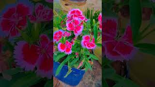 Dianthus flower careflowerworld beautifulflowersintheworld [upl. by Teplica]