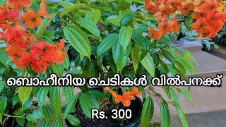 Bauhinia Coccinea plant for sale [upl. by Delora]