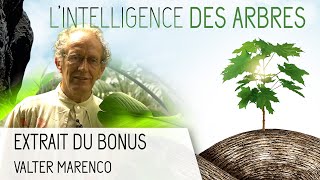 LIntelligence des Arbres  Bonus  Valter Marenco  la Musique des Plantes  VOST [upl. by Elad]