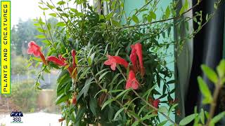 Lipstick Plant  Aeschynanthus Radicans Rasta [upl. by Cecelia]