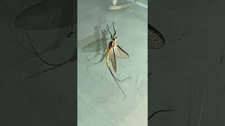 Molting Giant Mayfly Hexagenia limbata Colorado County Texas [upl. by Aztiram]