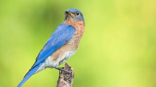 The sound of the Eastern bluebird  Bird Sounds  10 Hours [upl. by Jacques]