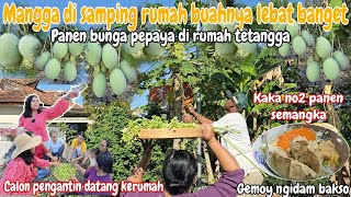 MANGGA DI SAMPING RUMAH BUAHNYA LEBAT‼️KAKAK NO 2 PANEN SEMANGKABAGIquot SEMANGKA BUAT TWL amp TEMANquot [upl. by Ayrotal]