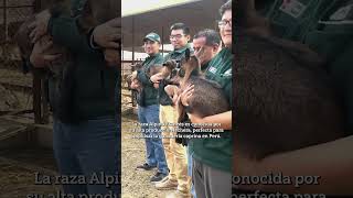 🐐✨ ¡Nacieron 25 cabritas de primera en Huaral 🍼🌱 [upl. by Roban]