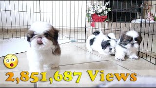 3 Adorable Shih Tzu Puppies  So playful [upl. by Aissila]