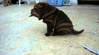 SUPER Choco Shar Pei Puppy amp Other Brothers [upl. by Yorgen]