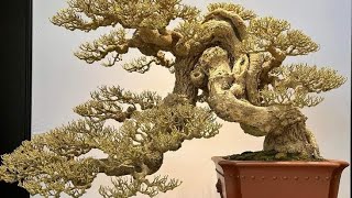 Bonsai đẹp thân quái đẳng cấpcaycanh bonsai bonsaitree [upl. by Rockwell]