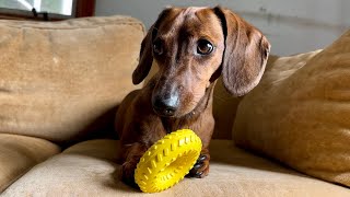 Mini dachshund picks out his own toy [upl. by Iaoh]