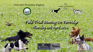 ISAE amp The Setter amp Pointer Club Field Trial 11 April 2024 [upl. by Yud]