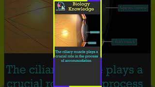 Ciliary Muscle  Ciliary Process Of Accommodation  Ciliary Body Function  ciliary process [upl. by Jennings]