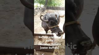 The domesticbuffalo scientific name Bubalusbubalis also known as waterbuffalo [upl. by Vtehsta]