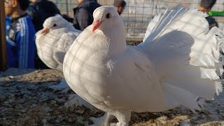 one day with cute birds in ErbilKurdistanIraq viralvideo animals [upl. by Schaeffer371]