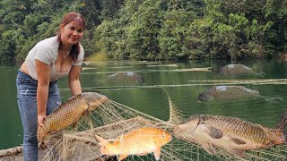 The girl spread a net overnight on the water caught many big fish to sell New life on the lake [upl. by Ezar]