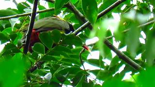 tawnytufted toucanet Selenidera nattereri Mitu Vaupes amazonian birds Cotingas and Toucans [upl. by Bello]