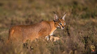 Why Do Caracals Hiss  Reasons Explained MeetQuerrycom [upl. by Agarhs]