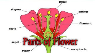 Structure of flower  Getting to know plants NCERT class 6 Science part 7 [upl. by Wyn]