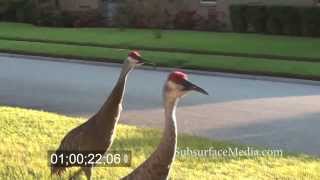 Sand Hill Cranes  Noisy Bachelor Flock [upl. by Izmar]