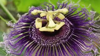 Passion Flower Benefits  Passiflora Incarnata [upl. by Artenehs]