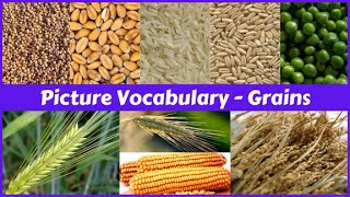 Grains names in English with pictures  Picture Dictionary  Learn Entry [upl. by Haag228]