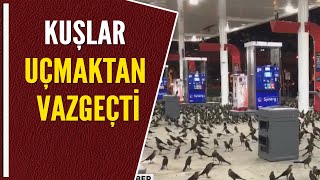 KUŞLAR UÇMAKTAN VAZGEÇTİ [upl. by Harolda573]