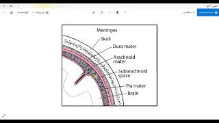 CNS 15 BFOM Meninges amp CSF [upl. by Clinton]