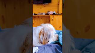 Sniffy shihtzu doglover dog [upl. by Kerin]