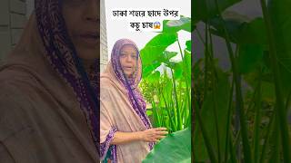 🌿ঢাকা শহরে ছাদের উপর কচু চাস 🌿  fahimislam895 rooftopgarden gardening [upl. by Ayatan]