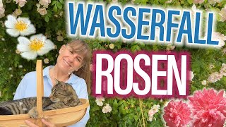 ROMANTIK pur  Rosen wie WASSERFÄLLE  Rambler hoch wachsen lassen lohnt sich der Aufwand [upl. by Eemyaj857]